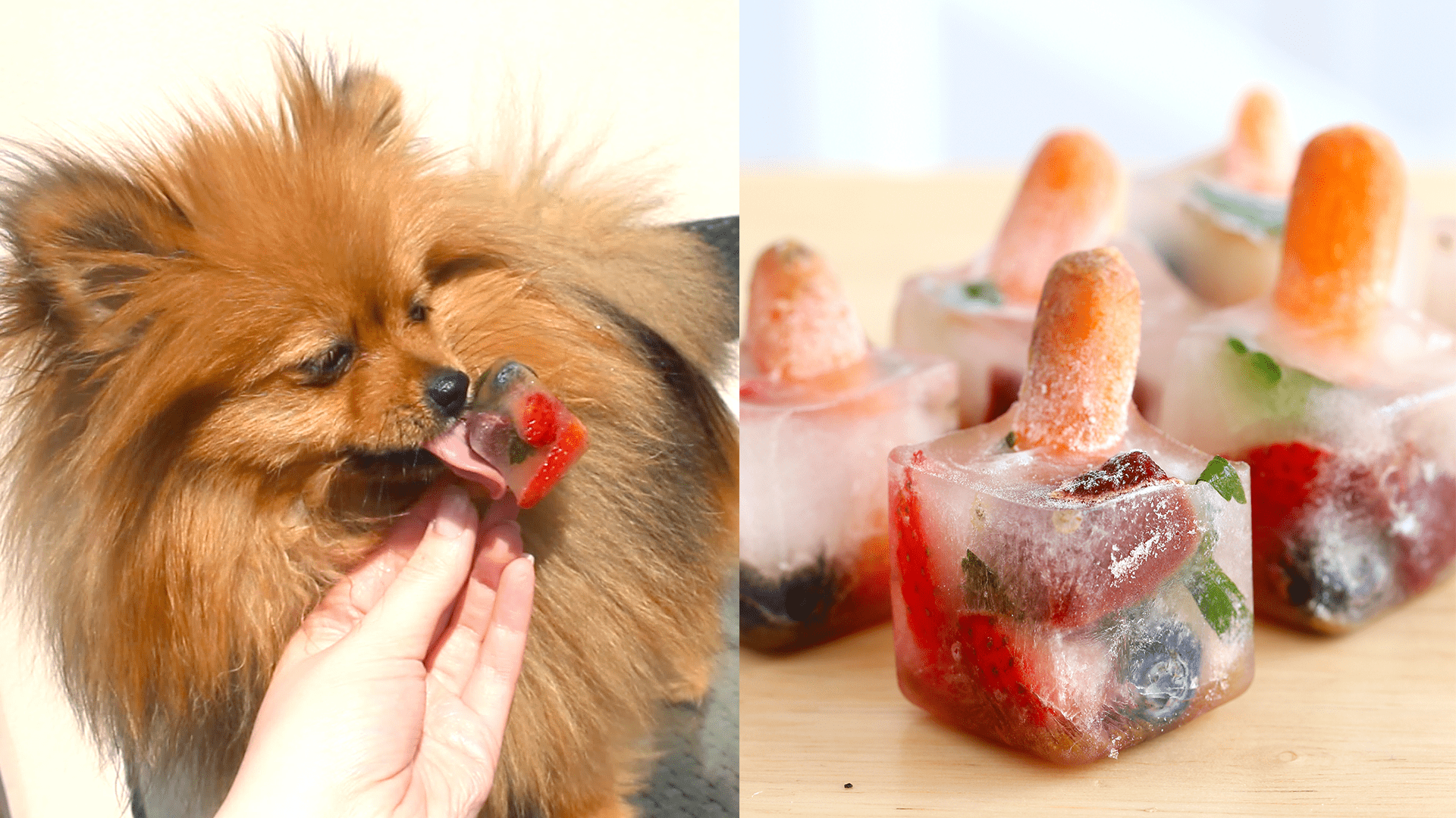 Dog Friendly Pupsicles